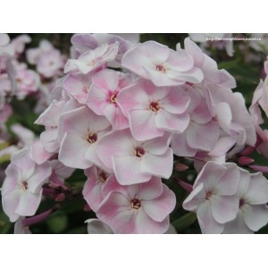 Флокс Phlox Осенний Букет